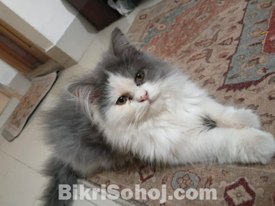 Healthy Persian cat